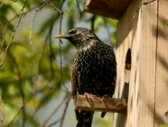 Акция "Подари птице дом".